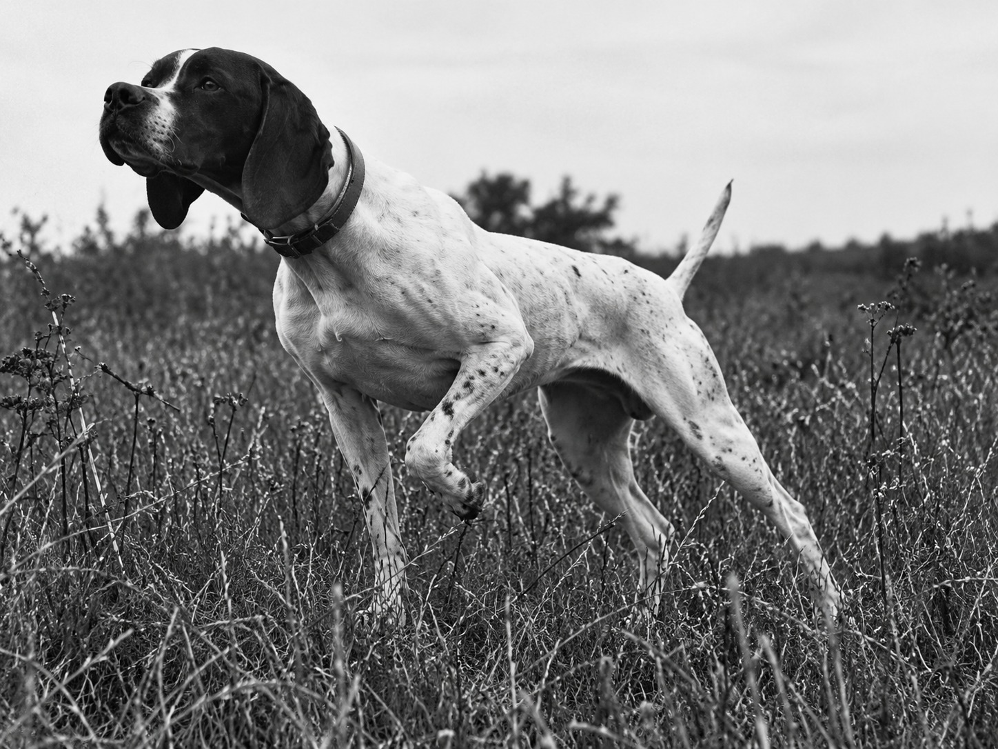 Jaga di Veronello in azione