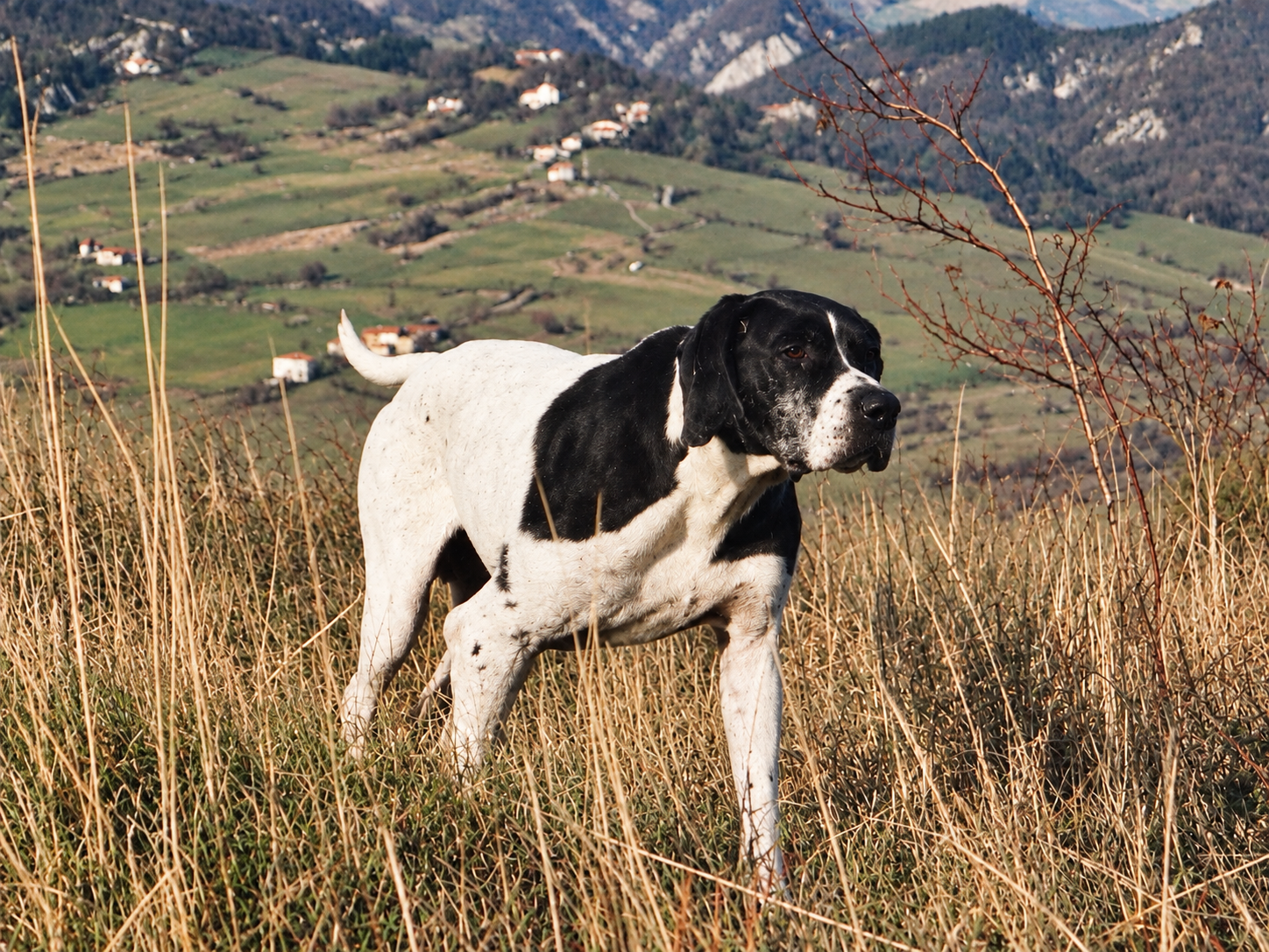 Vara della Cervara