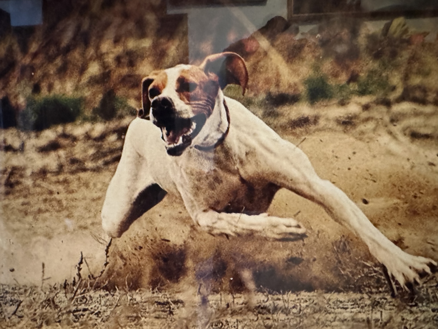 Cleo della Cervara in azione in una fotografia storica
