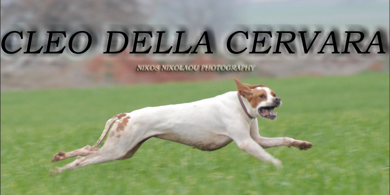 Cleo della Cervara