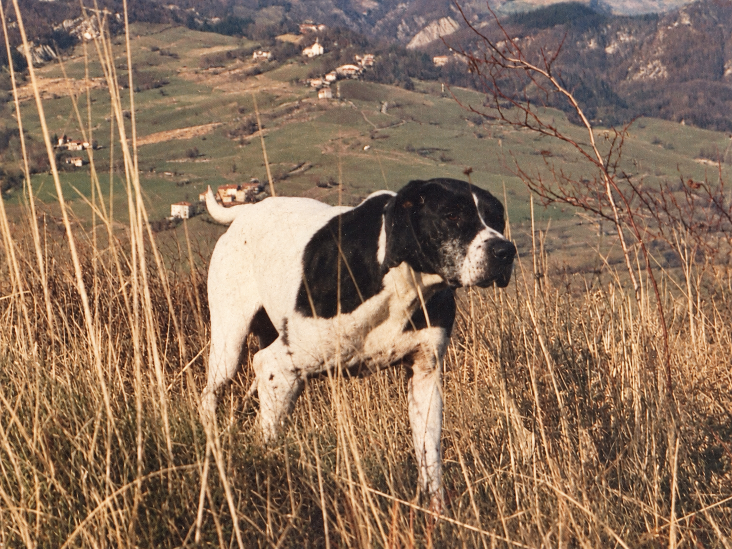 Vara della Cervara
